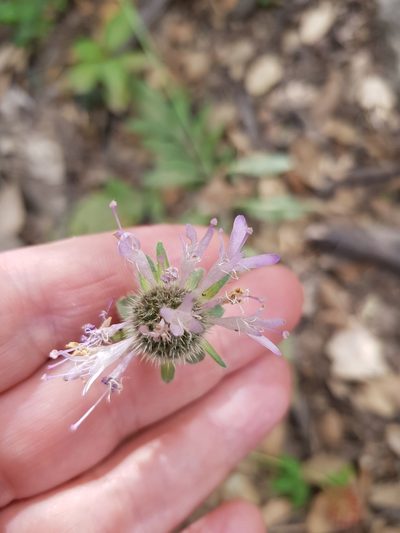 Knautia mauritanica, photographed by Karim Haddad