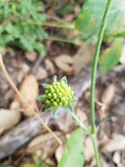 Knautia mauritanica, photographed by Karim Haddad