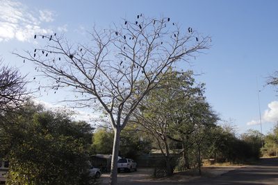 Afzelia quanzensis