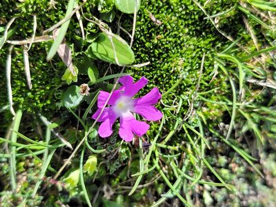 Primula minima, photographed by Elias