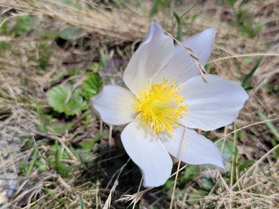 Pulsatilla vernalis, photographed by Elias