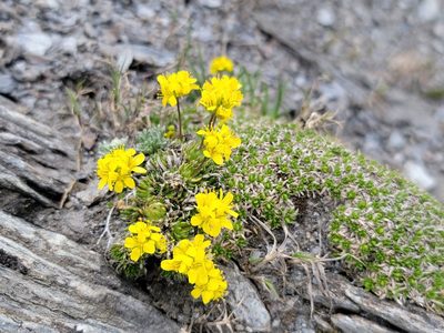 Draba aizoides, photographed by Elias