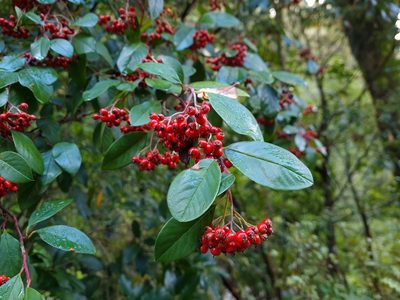 Cotoneaster glaucophyllus, photographed by gnapp