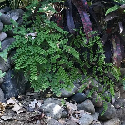 Adiantum amplum, photographed by Giselle Blythe