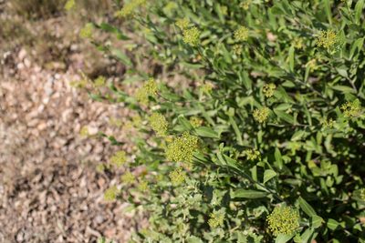 Bupleurum fruticosum, photographed by Tim Johnson