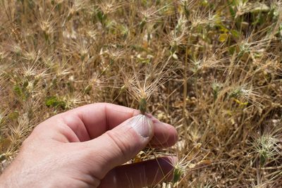 Aegilops geniculata, photographed by Tim Johnson