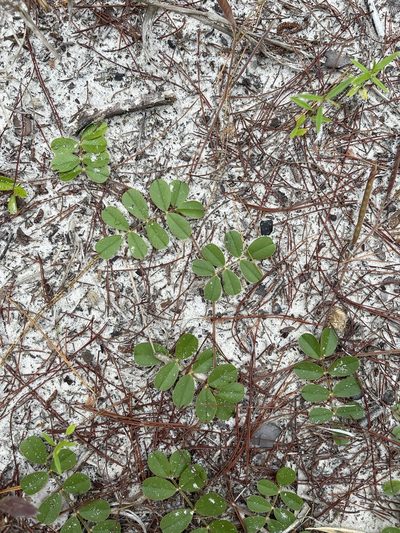 Tephrosia mysteriosa, photographed by Brandon Corder