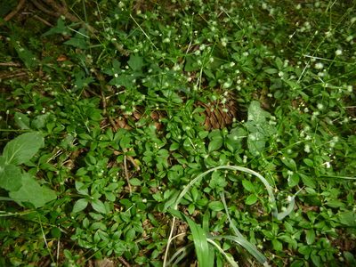 Galium rotundifolium, photographed by Gabriel Mayrhofer