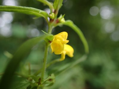 Melampyrum sylvaticum, photographed by Skjold Søndergaard