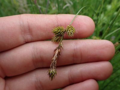 Carex disticha, photographed by Skjold Søndergaard
