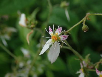 Saxifraga stolonifera, photographed by Daniel Cahen