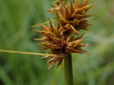 Carex otrubae, photographed by Daniel Cahen