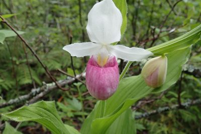 Cypripedium reginae, photographed by Rob Foster