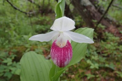 Cypripedium reginae, photographed by Rob Foster