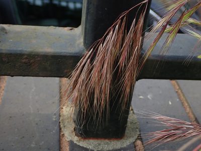 Bromus madritensis, photographed by Daniel Cahen