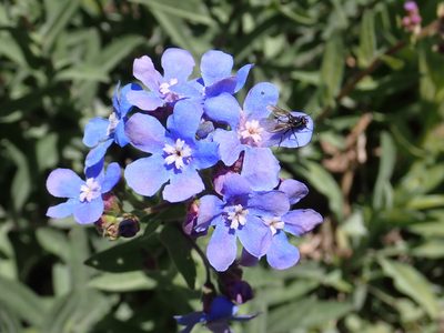 Hackelia velutina, photographed by Steve Woodward