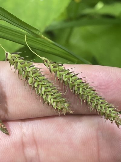 Carex fumosimontana, photographed by Brandon Wheeler