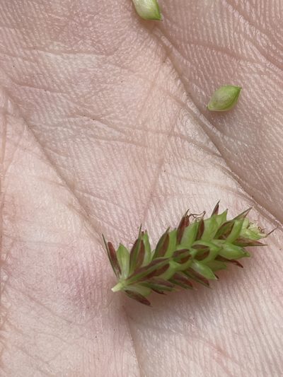 Carex fumosimontana, photographed by Brandon Wheeler