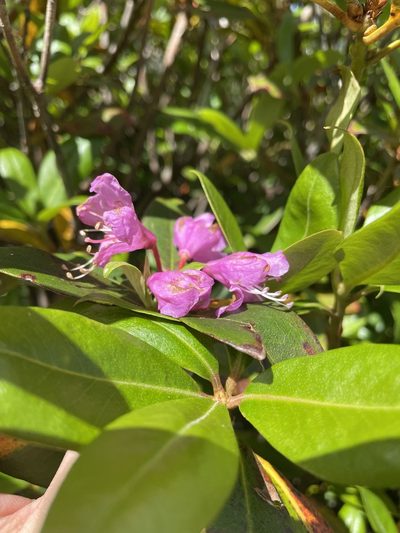 Rhododendron smokianum, photographed by Brandon Wheeler