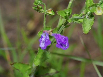 Scutellaria cardiophylla, photographed by Michelle W. （鍾偉瑋）