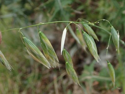 Avena sativa, photographed by Daniel Cahen
