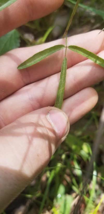 Desmodium tenuifolium, photographed by Josh