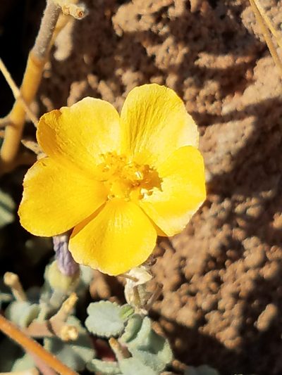 Horsfordia rotundifolia, photographed by Alan Rockefeller