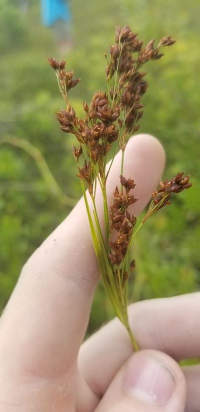 Rhynchospora elliottii, photographed by Josh
