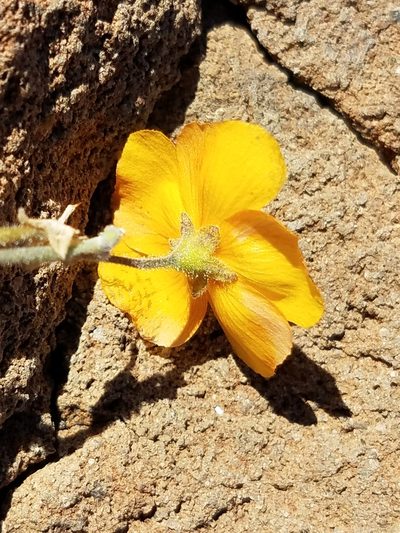 Horsfordia rotundifolia, photographed by Alan Rockefeller