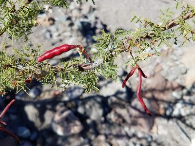 Vachellia pacensis, photographed by Alan Rockefeller