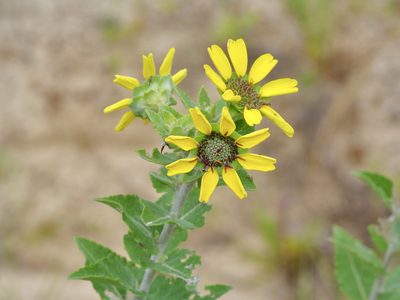 Berlandiera betonicifolia, photographed by Michelle W. （鍾偉瑋）