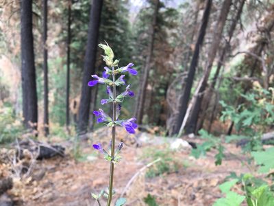 Salvia arizonica, photographed by Harrison J Elkins