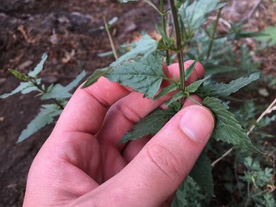 Salvia arizonica, photographed by Harrison J Elkins
