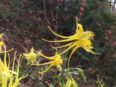 Aquilegia chrysantha, photographed by Harrison J Elkins
