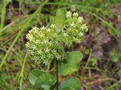 Asclepias tonkawae, photographed by Michelle W. （鍾偉瑋）