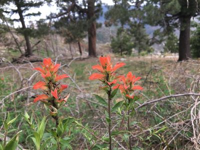 Castilleja nelsonii, photographed by Harrison J Elkins