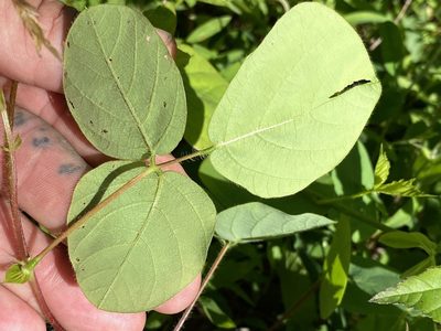 Desmodium rotundifolium, photographed by Jason K.