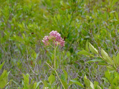 Asclepias rubra, photographed by Michelle W. （鍾偉瑋）
