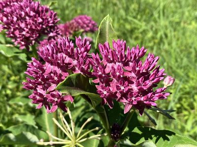 Asclepias purpurascens, photographed by Jason K.