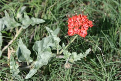 Nyctaginia capitata, photographed by Mike Ostrowski