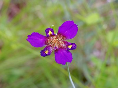Alophia drummondii, photographed by Michelle W. （鍾偉瑋）