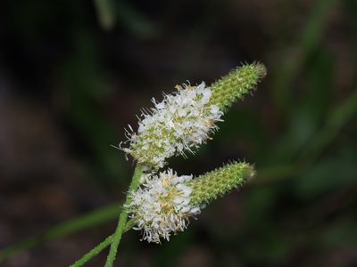Dalea phleoides, photographed by Michelle W. （鍾偉瑋）