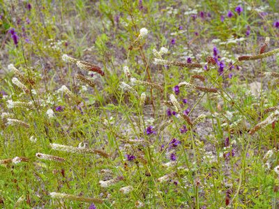 Dalea phleoides, photographed by Michelle W. （鍾偉瑋）