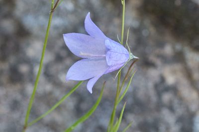 Campanula giesekiana, photographed by Ivan Wiljanen