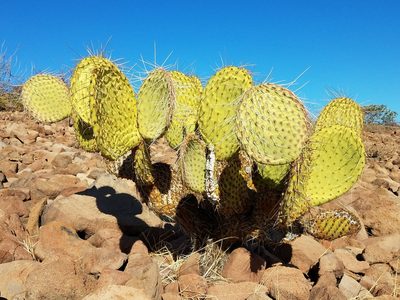Opuntia tapona, photographed by Alan Rockefeller