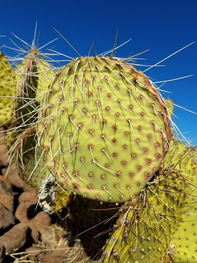Opuntia tapona, photographed by Alan Rockefeller