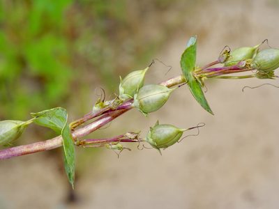 Penstemon murrayanus, photographed by Michelle W. （鍾偉瑋）