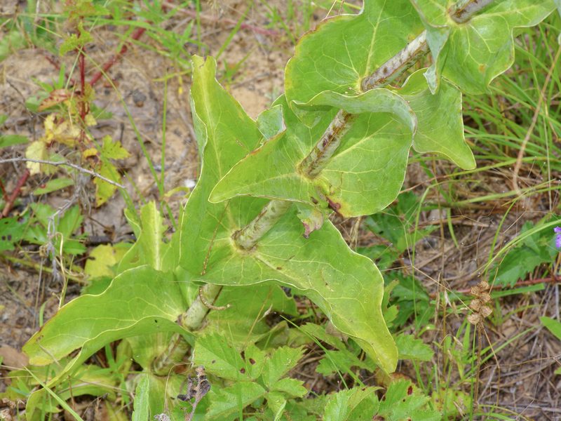 Penstemon murrayanus, photographed by Michelle W. （鍾偉瑋）