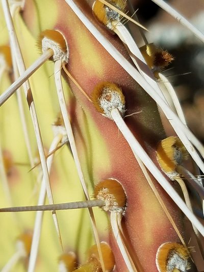 Opuntia tapona, photographed by Alan Rockefeller