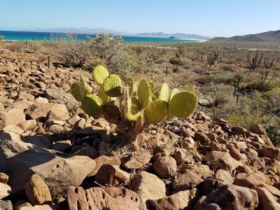 Opuntia tapona, photographed by Alan Rockefeller